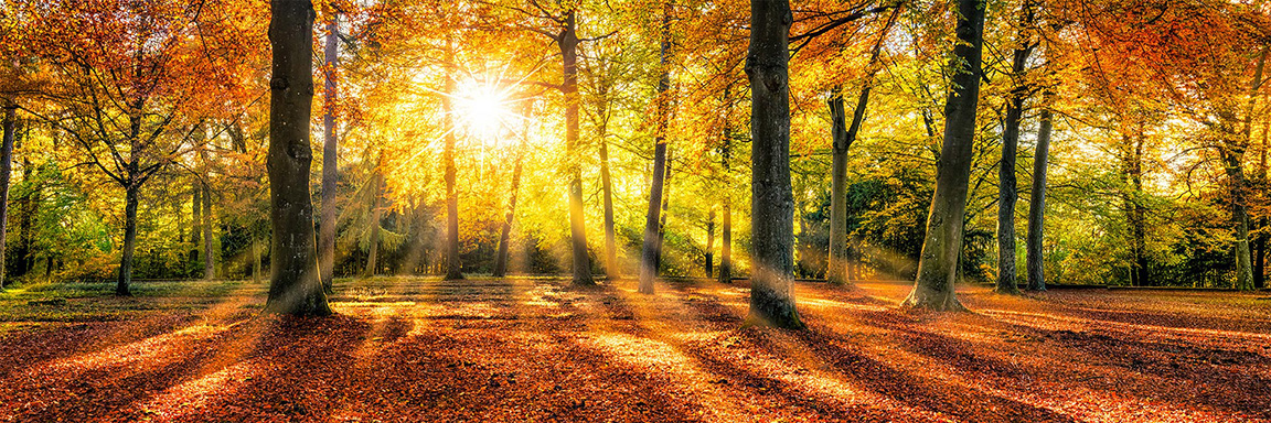 Forêt en automne